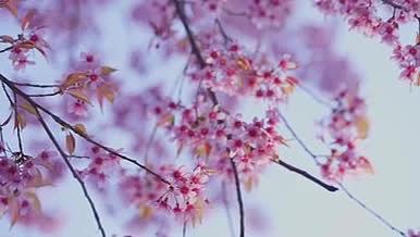云南昆明冬樱花升格粉色系少女心拍摄视频的预览图